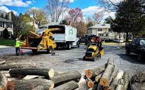 How Our Tree Care Process Works  in  Breaux Bridge, LA